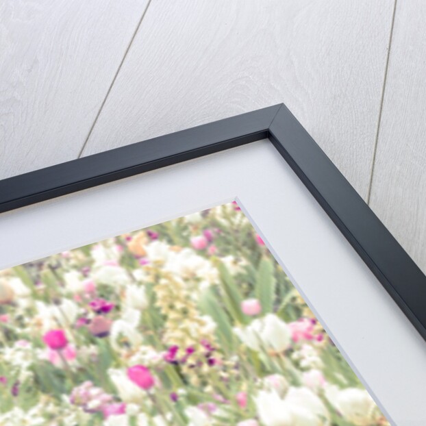 Colorful Tulip flowers by Assaf Frank